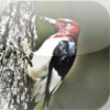 Woodpeckers - Bird Watchers Sound Guide