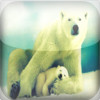 Polar Bears - From Zoo and Arctic to U