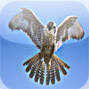 Peregrine Falcon - Bird of Prey
