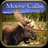 Moose Hunting Calls