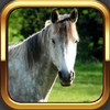 Irish Horsemanship - The Best Equestrian Horse and Pony App