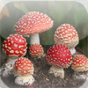 Mushroom Encyclopedia
