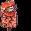 3D Digestive System