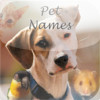 Pet Names: Dog, Cat, Hamster, Lizard and other Pet Names
