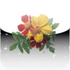 Fresh Flowers "iPad Version"