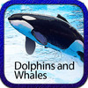 HD Dolphins and Whales