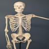 Human Body Skeletal System Trivia