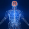 Human Body Nervous System Trivia