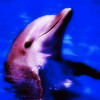 Dolphin Whistler