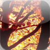 Fall and Autumn Puzzles - free for iPad