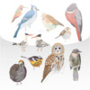 Common Birds Songs