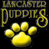 Lancaster Puppies