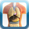 Anatomy of Human Body Organs
