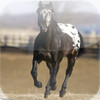 BEAUTIFUL HORSES Vol 1 - Collection of Horse Breeds