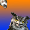 Ferret Ferret Owl - Flip Card Match Game for people who love Ferrets