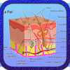 HD Sys Integumentary
