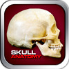 Anatomy - Human Skull