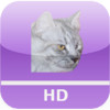 Cat Medical Agenda for iPad