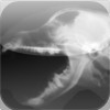 Dog's Normal X-Ray E