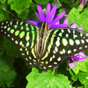 Beautiful Butterflies: Faeries of Nature