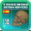 Anatomy Nervio Trigemino 3D