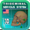 Trigeminal Nerve 3D