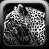 Leopard Tiger Lion