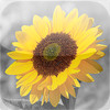 iSplash Free - Photo Pic Editor for Color & Black & White Studio Photography Filter for iPhone and iPod Touch