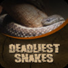 Deadliest Snakes