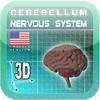 Cerebellum 3D st