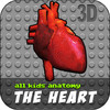 All Kids Anatomy The Heart