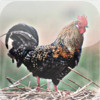 Roosters - Sounds of Natures Alarm Clock