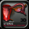 Anatomy Uterus and supporting Structures