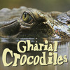 GharialCrocodiles