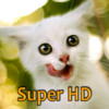 Kittens Retina Super HD 2048 for new iPad