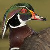 Waterfowl of America; A Visual Journey