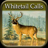 Whitetail Hunting Calls