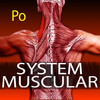 System Muscular