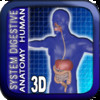 Anatomy Digestive System 3D