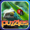 Puzzles of Bugs and Reptiles Life - Butterflies, Spiders, Snakes, Frogs, Gecko, Turtles and Alligators