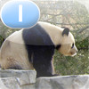 Tian Tian, a Giant Panda - LAZ Reader [Level I-first grade]