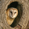 Owl Pellet Activities