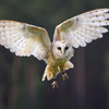 Owl Pellet Activities HD