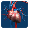 Artery System: CardioVascular