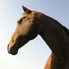 Horsemanship - Equestrian lessons for horse back riders