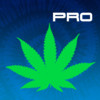 Strains Pro 2: World's Best Medical Cannabis Seed Genetics of 2013 pocket guide