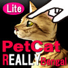 Bengal Petting Cat 3D REAL Lite
