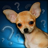Dogs Quiz - What's the Dog? Guess its breed!