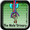 The Male Urinary