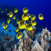 Underwater World - Fish and Coral Photos